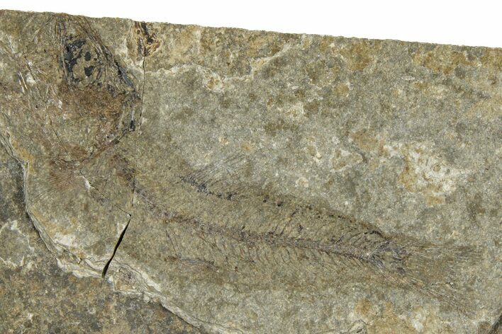 Oligocene Fossil Clupeoid Fish (Beksinskiella) - Poland #374445